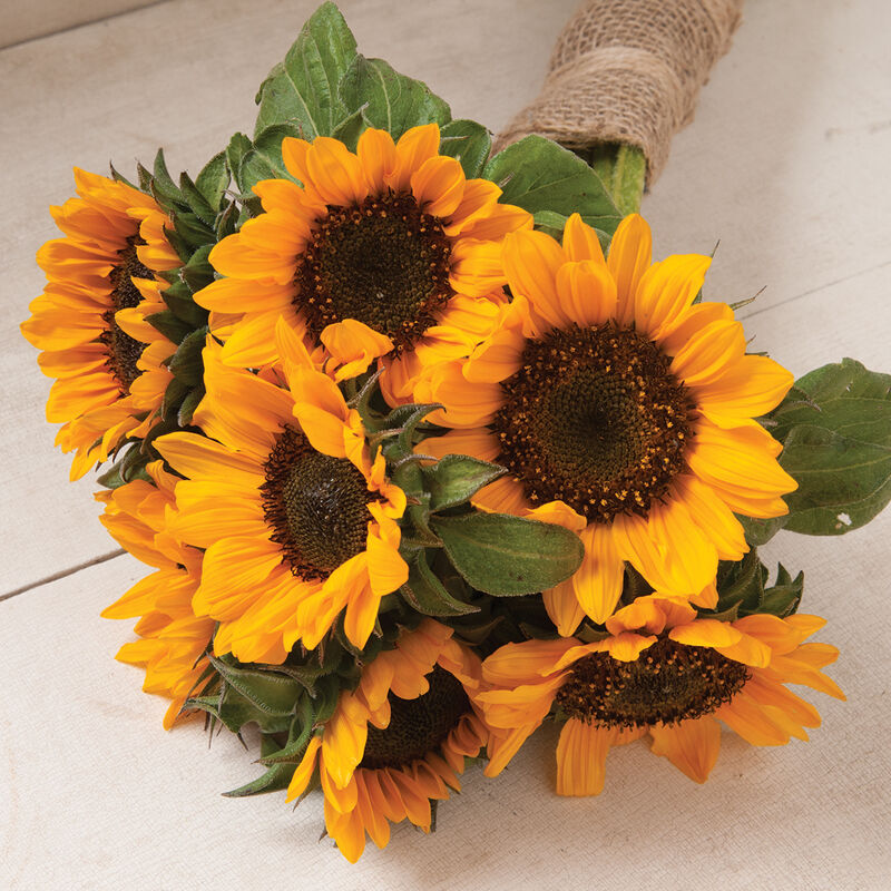 Sonja Tall Sunflowers