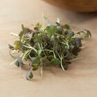 Mustard, Ruby Streaks Microgreen Vegetables
