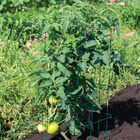 Tomato Cages, Green – 58" Cages & Fences