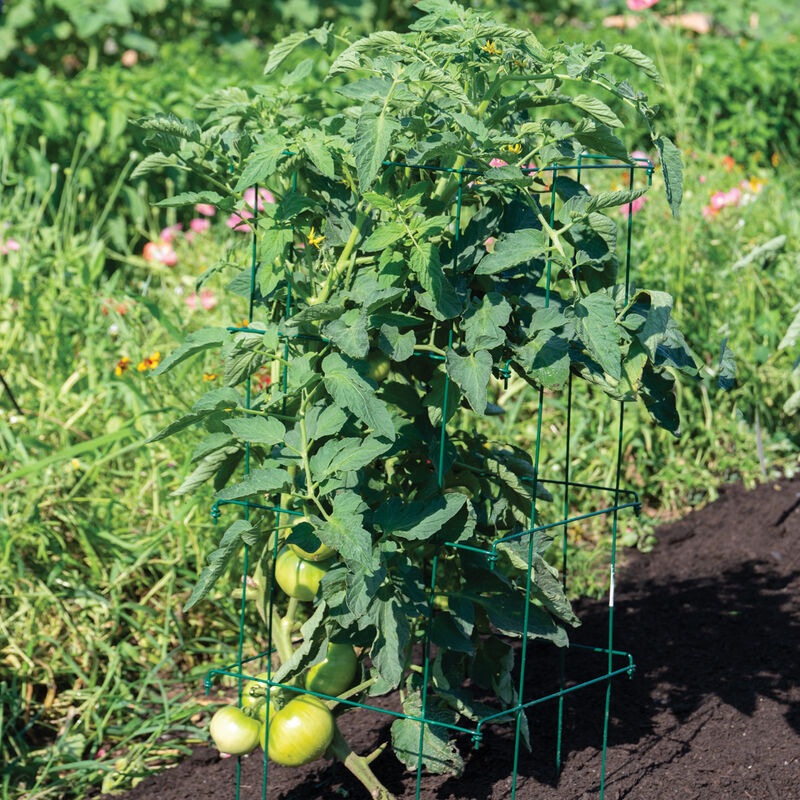 Tomato Cages, Green – 58" Cages & Fences