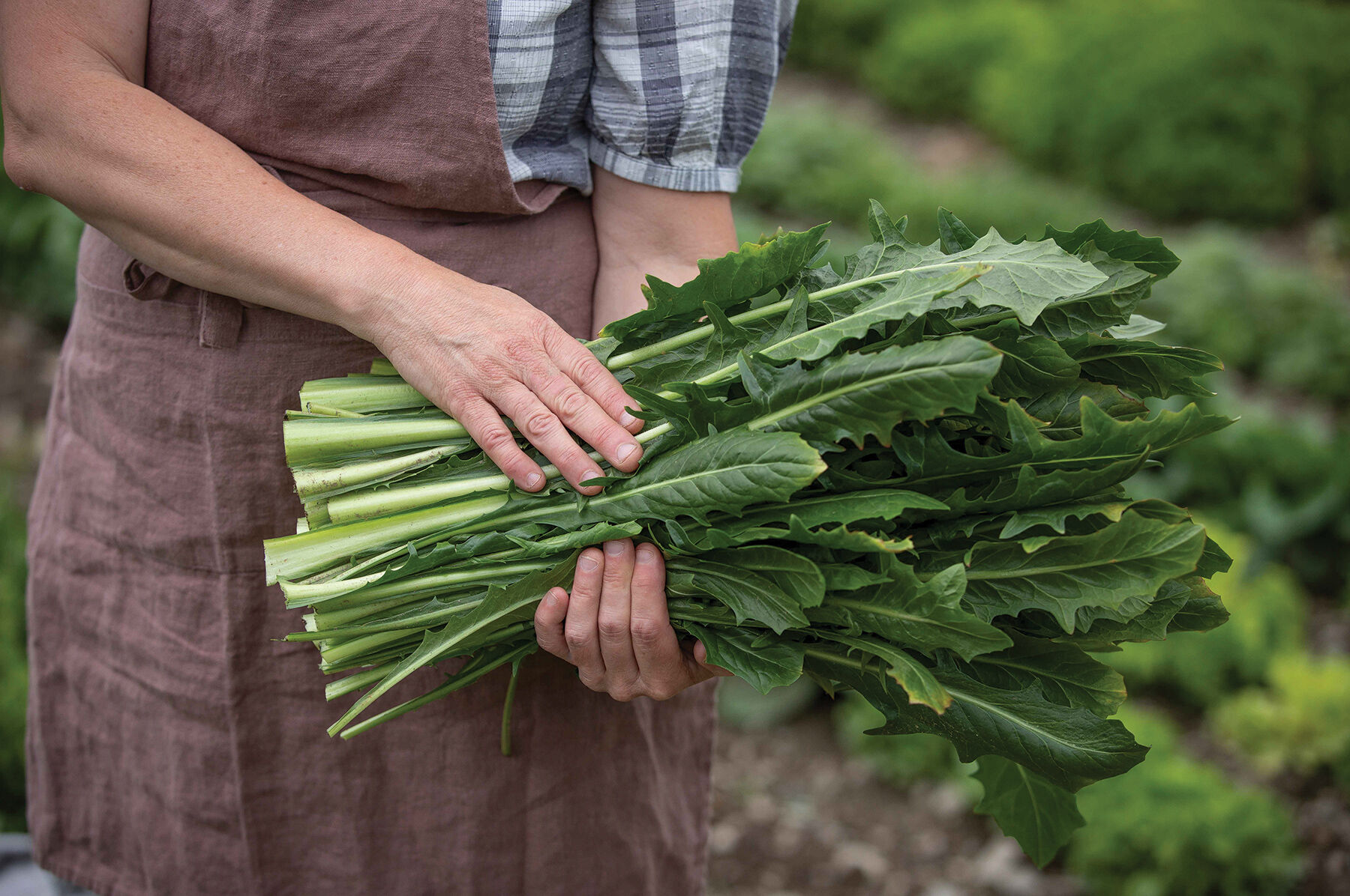 Clio Italian Dandelion