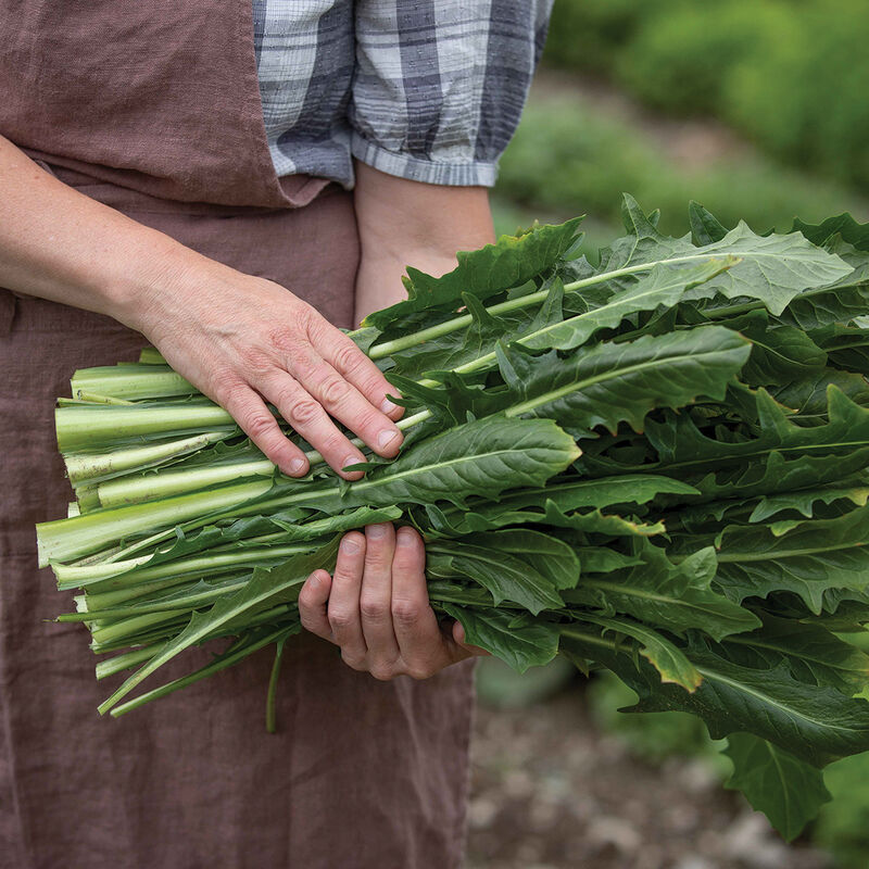Clio Clio Italian Dandelion