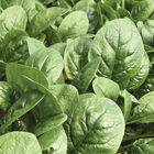 Rangitoto Savoyed-Leaf Spinach