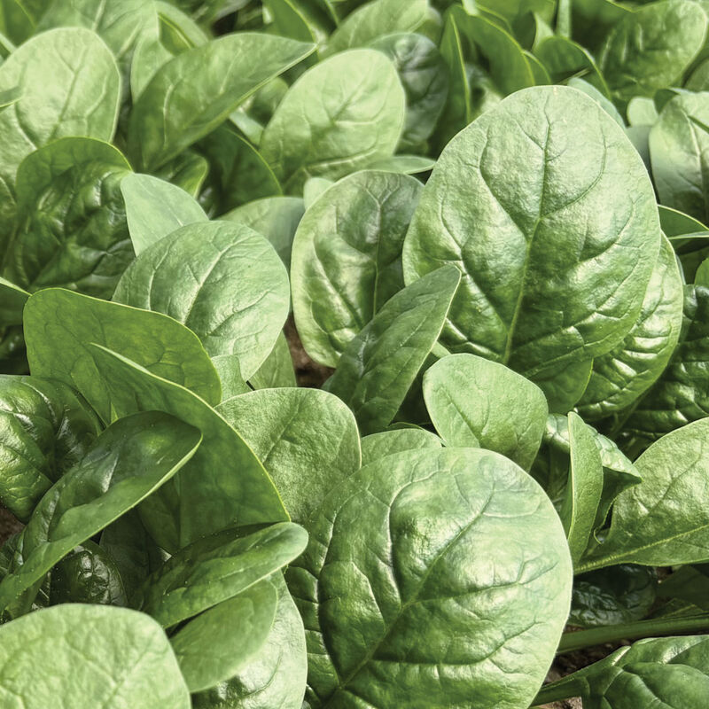 Rangitoto Savoyed-Leaf Spinach