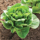Dragoon Romaine Lettuce (Cos)