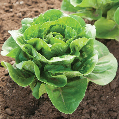 Dragoon Romaine Lettuce (Cos)