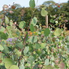 Silver Plate Eucalyptus