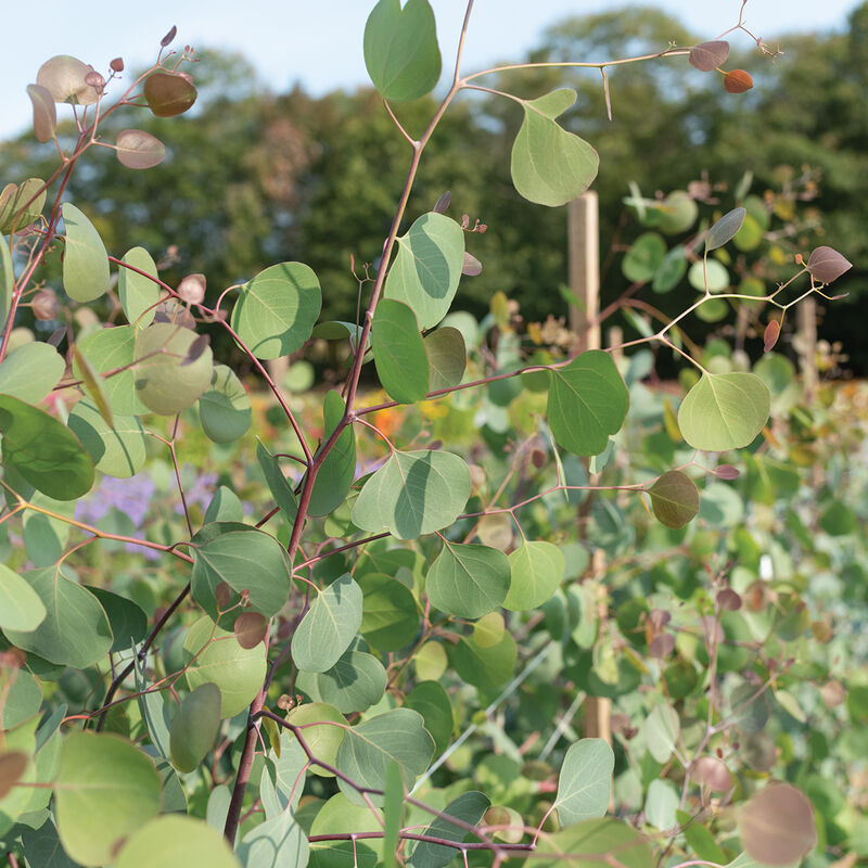 Silver Plate Eucalyptus