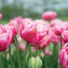 Aveyron Tulips