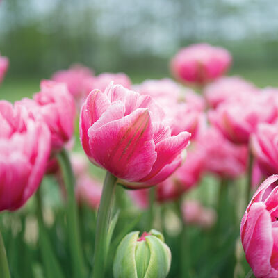 Aveyron Tulips
