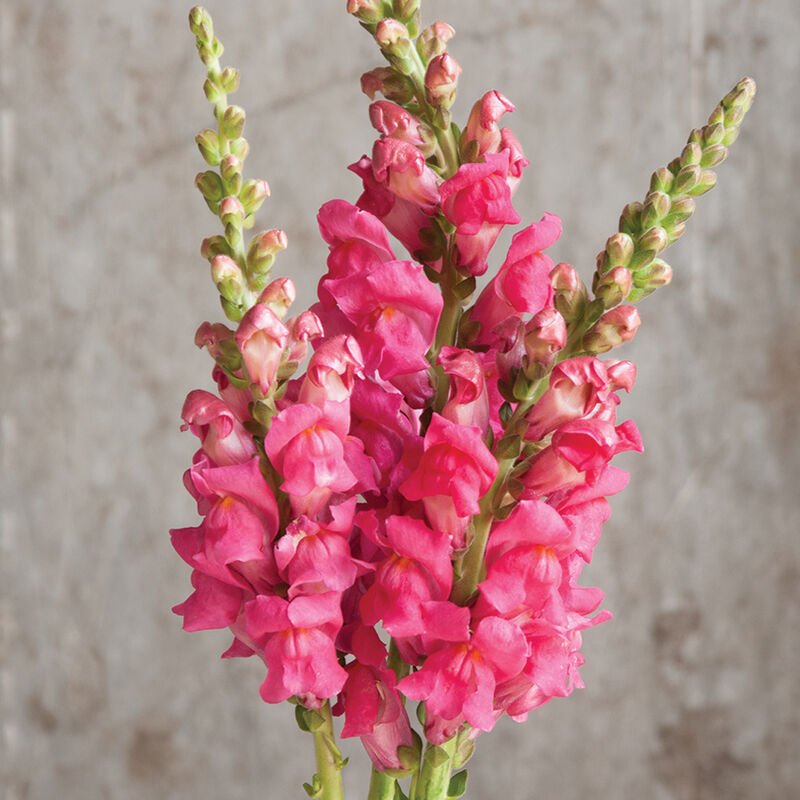 Potomac Cherry Rose Warm Season (Groups 3–4)