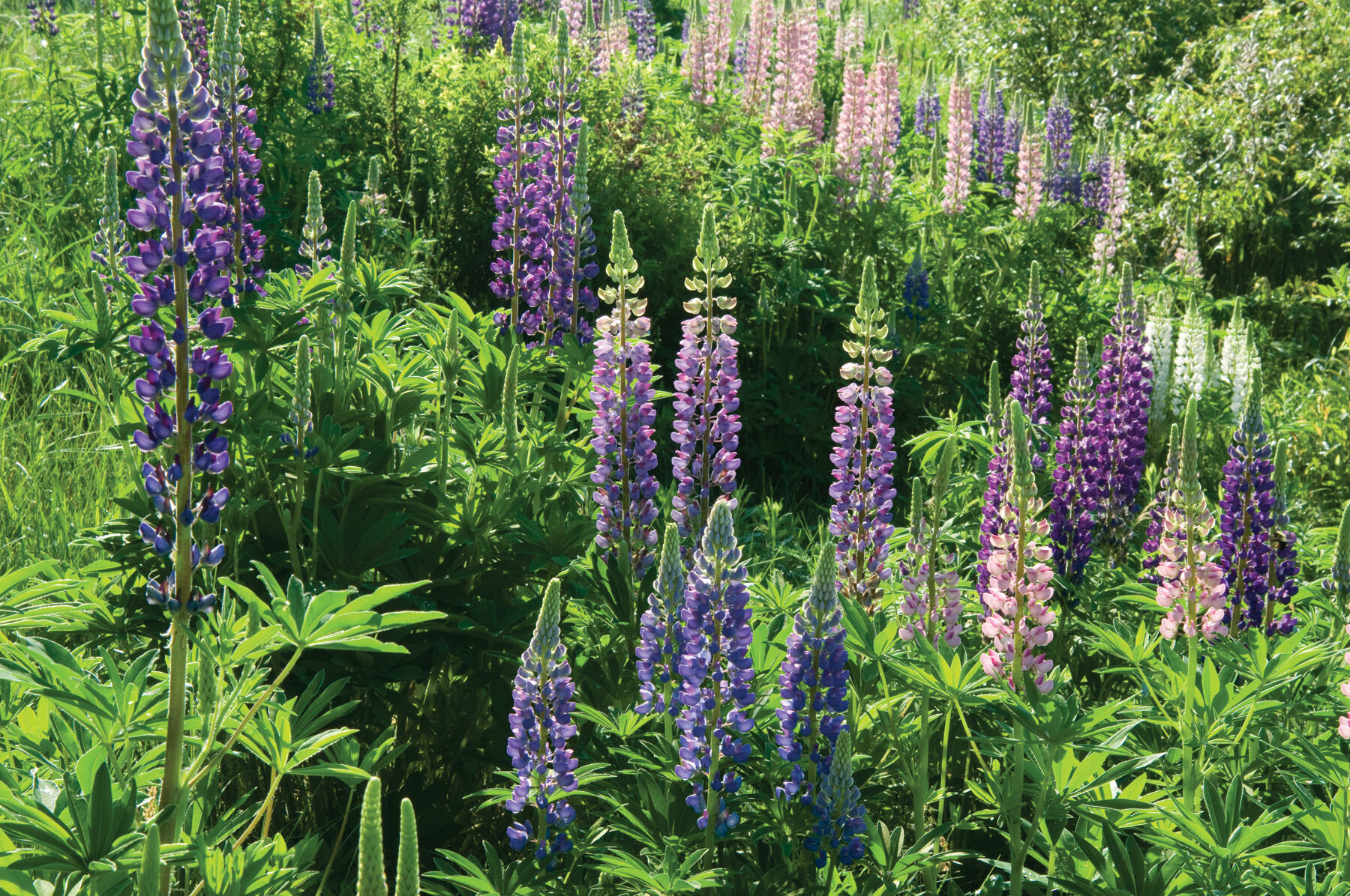 Perennial Lupine Lupine