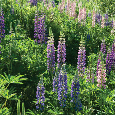 Perennial Lupine Lupine