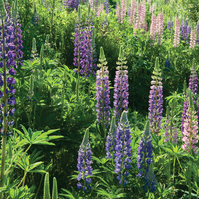 Perennial Lupine Lupine