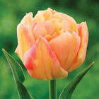 Apricot Symbiose® Tulips