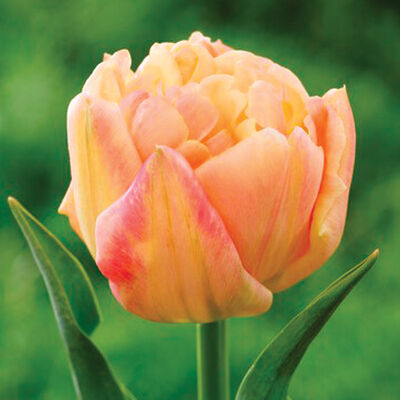Apricot Symbiose® Tulips