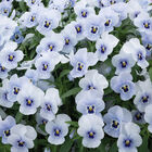 Penny™ Marina Viola (Pansy)