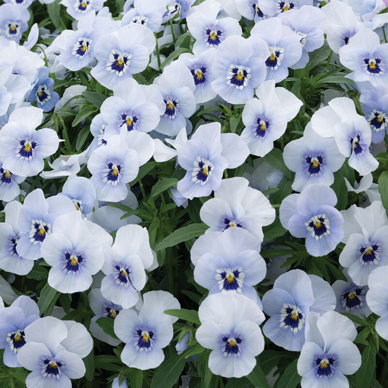 Penny™ Marina Viola (Pansy)