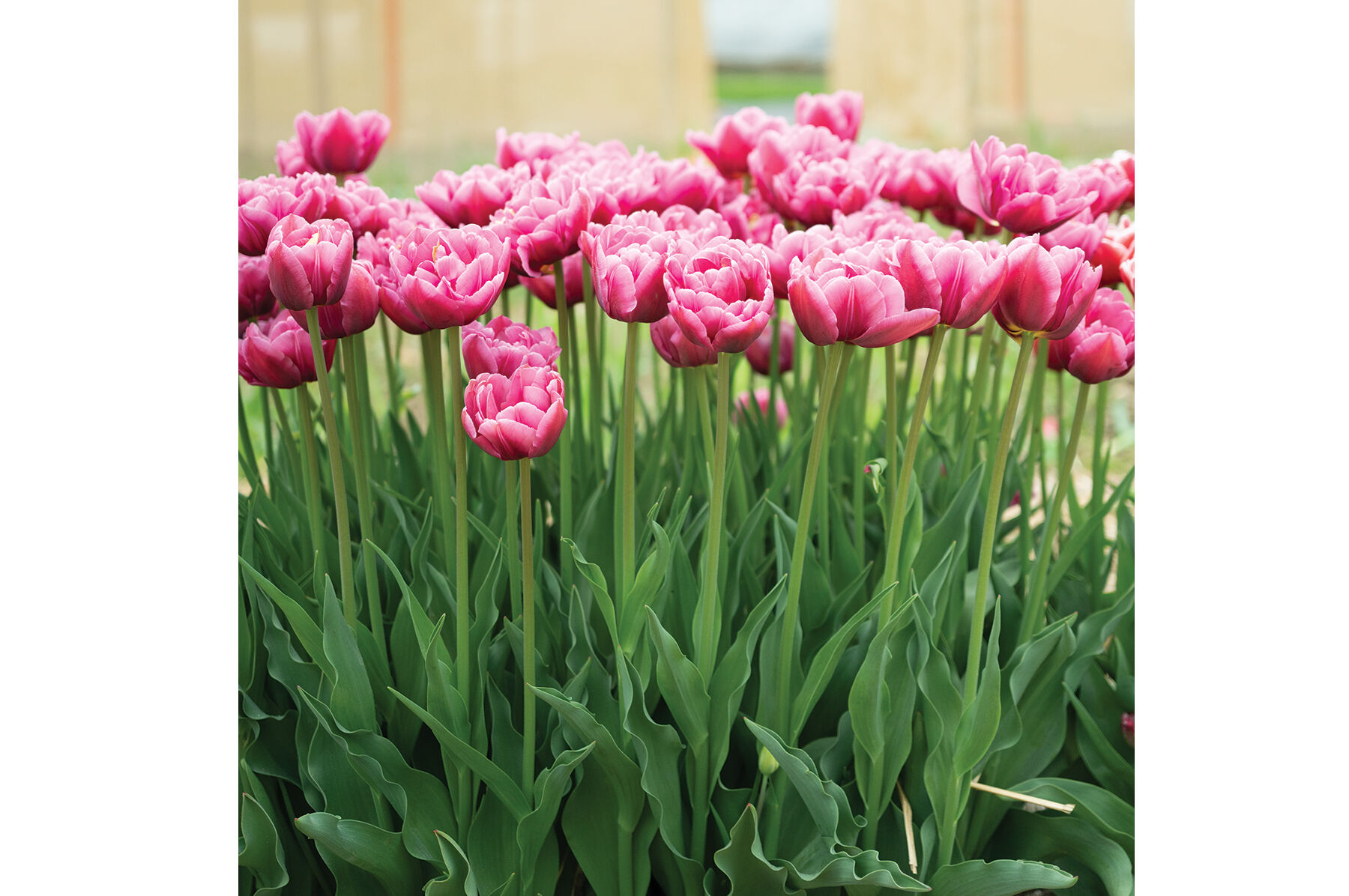 Margarita - Tulip Bulb | Johnny's Selected Seeds