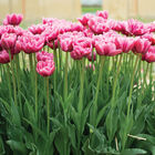 Margarita Margarita Tulips