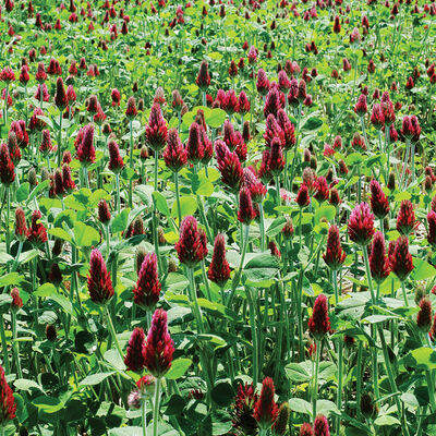 Crimson Clover Clovers