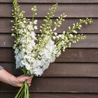 Magic Fountains Pure White Delphinium