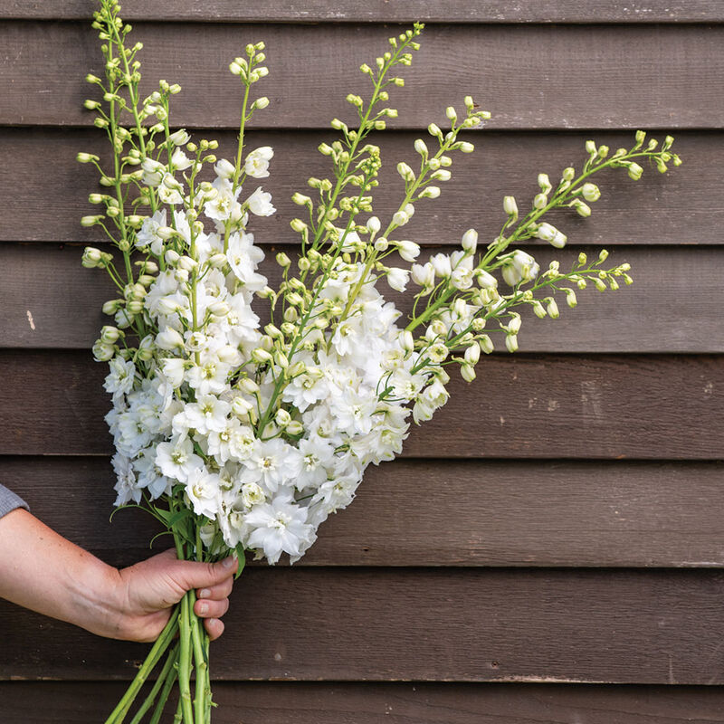 Magic Fountains Pure White Delphinium