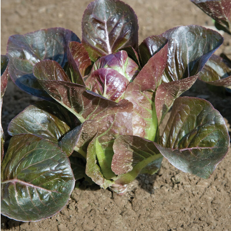Breen Breen Romaine Lettuce (Cos)