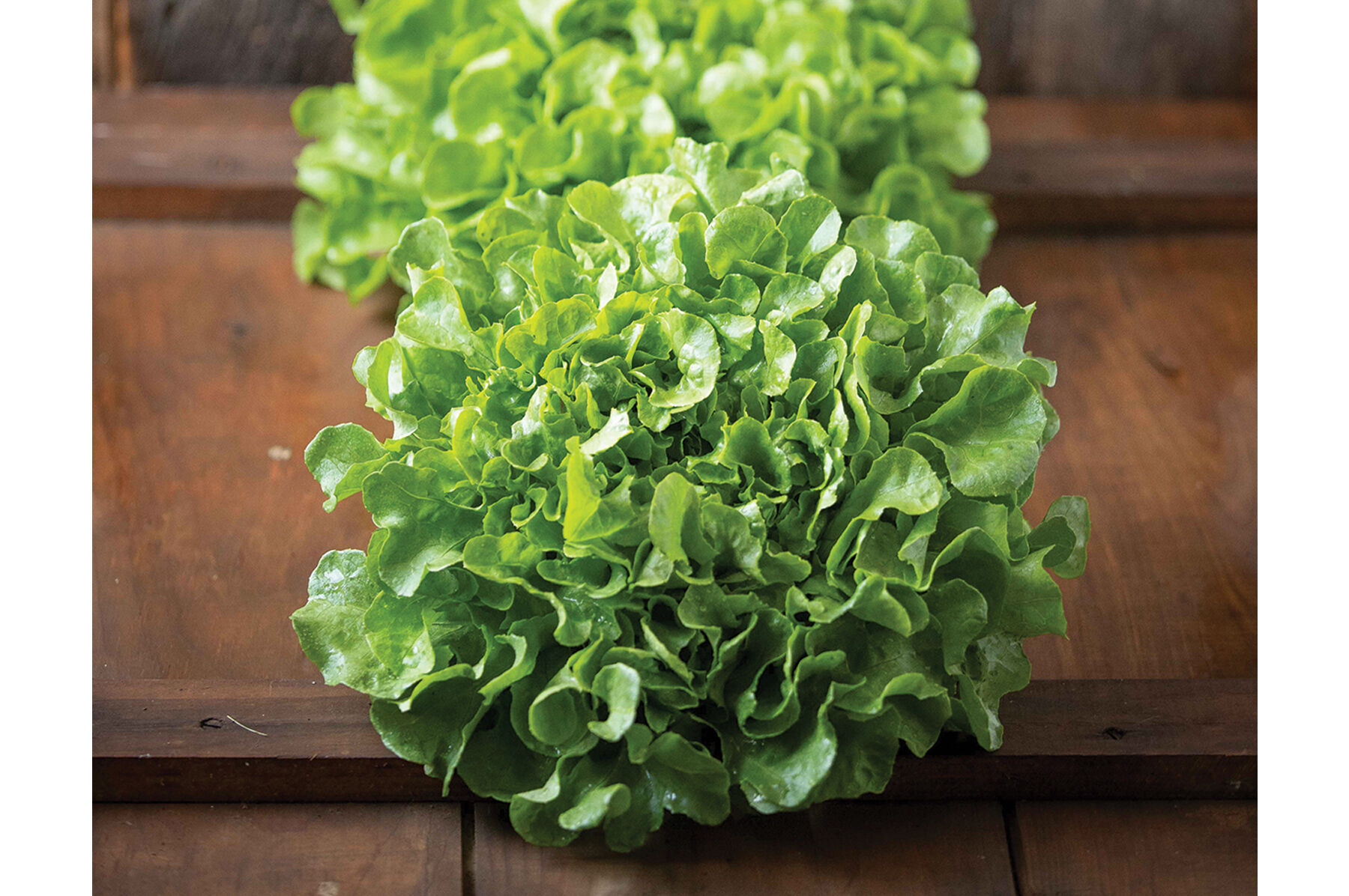 Bauer - Organic Lettuce Seed | Johnny's Selected Seeds