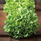 Bauer Oakleaf Lettuce