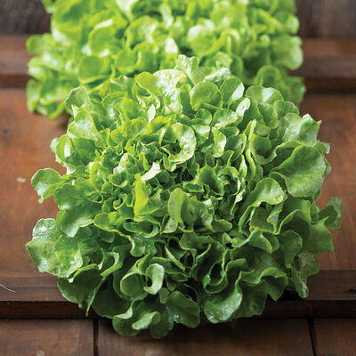 Bauer Oakleaf Lettuce