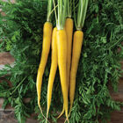 Yellowbunch Colored Carrots