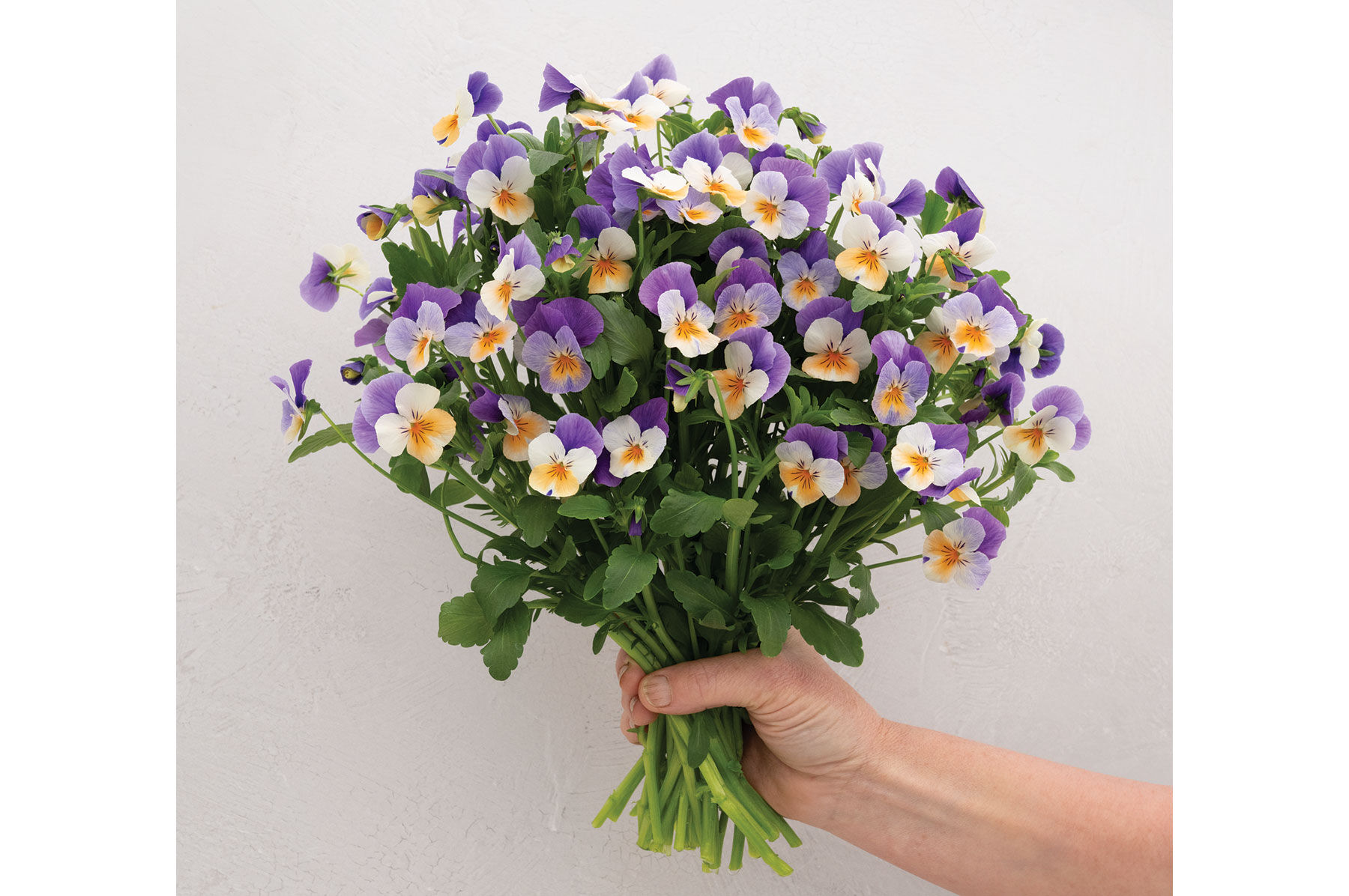 Penny™ Peach Jump-up - (F1) Viola Seed | Johnny's Selected Seeds