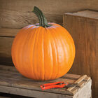 Renegade PMR Renegade PMR Jack-o-Lanterns