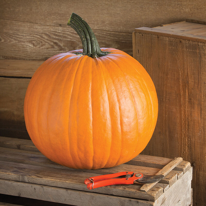 Renegade PMR Jack-o-Lanterns