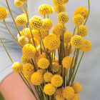 Sun Ball Craspedia (Drumstick Flower)