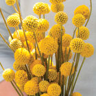Sun Ball Sun Ball Craspedia (Drumstick Flower)