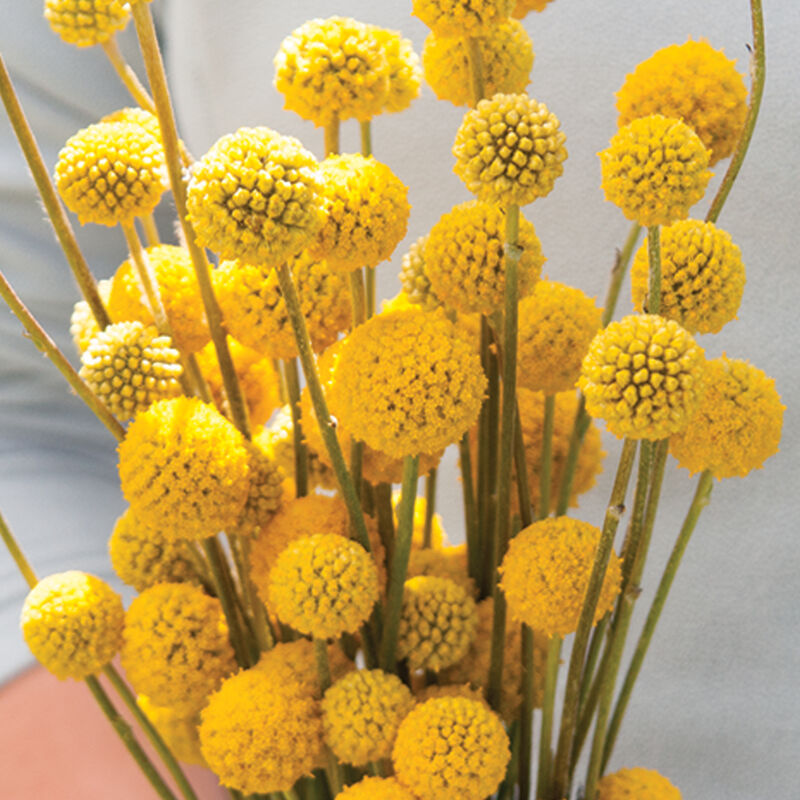 Sun Ball Craspedia (Drumstick Flower)