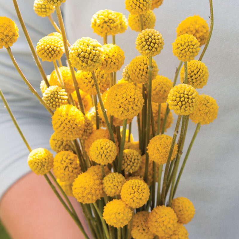 Sun Ball Craspedia (Drumstick Flower)