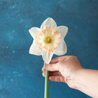 British Gamble Narcissus