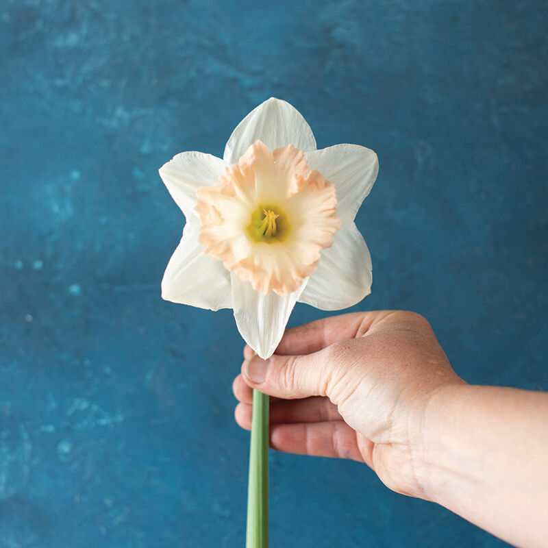 British Gamble Narcissus