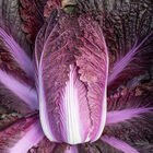 Merlot Merlot Chinese Cabbage