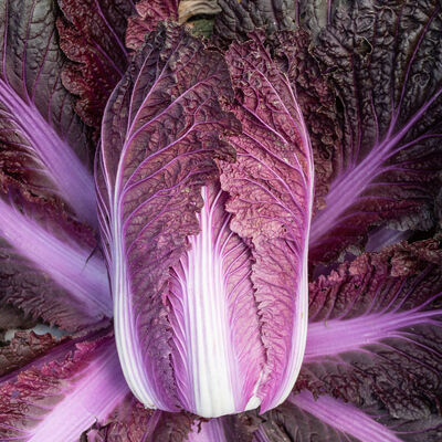 Merlot Merlot Chinese Cabbage