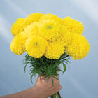Giant Yellow Marigold