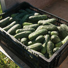 Excelsior Pickling Cucumbers