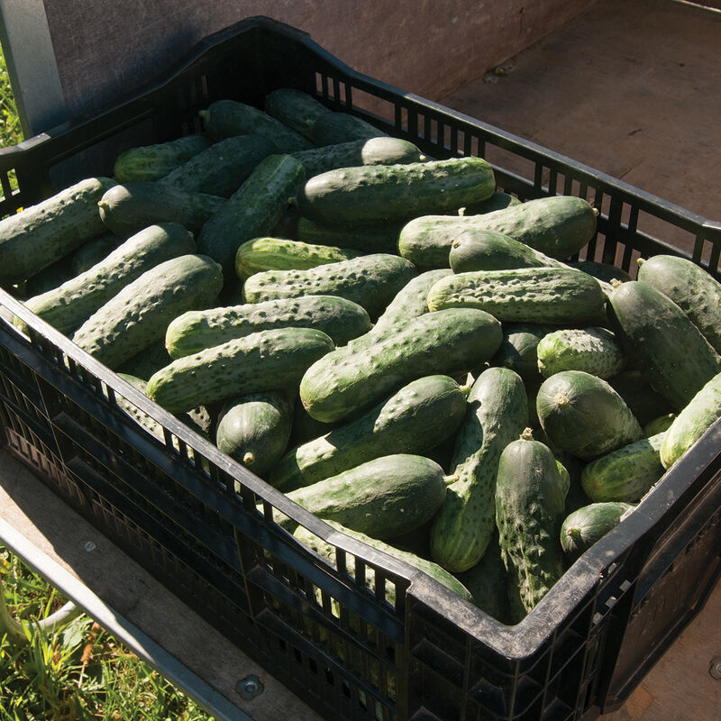 Excelsior Pickling Cucumbers