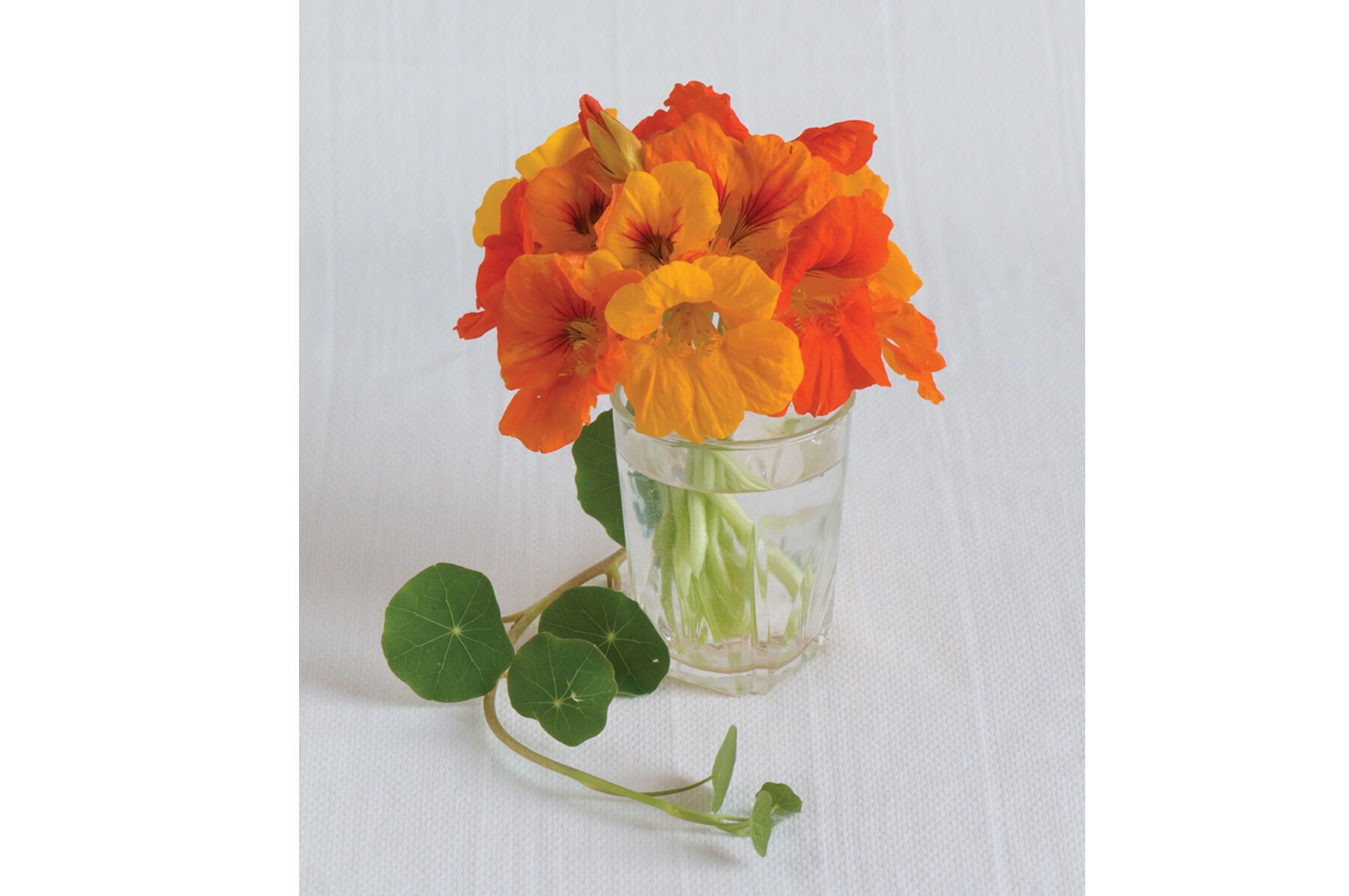 Trailing Nasturtium Mix Nasturtium
