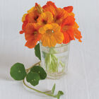 Trailing Nasturtium Mix Nasturtium