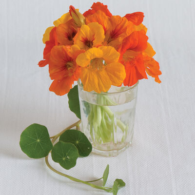 Trailing Nasturtium Mix Trailing Nasturtium Mix Nasturtium