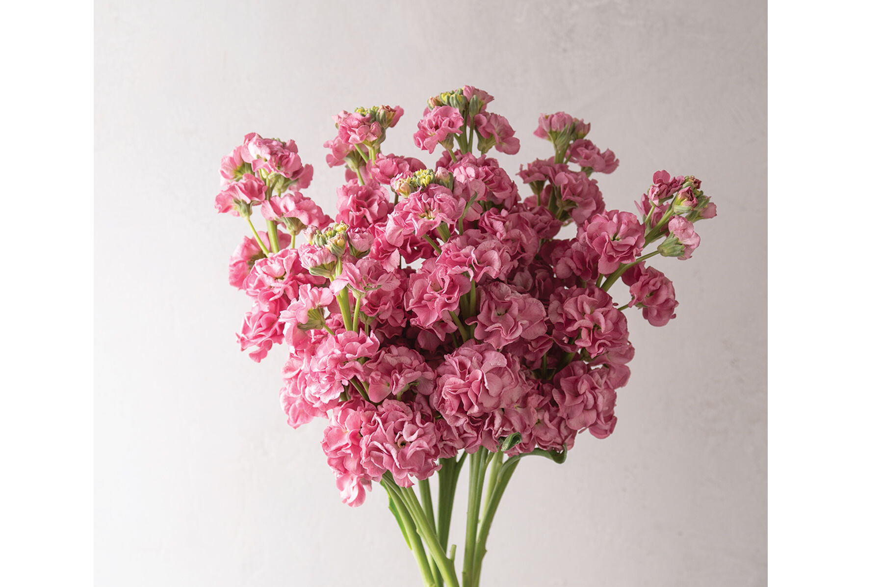 pink rose♡ Long Stem Pink Rose Bouquet